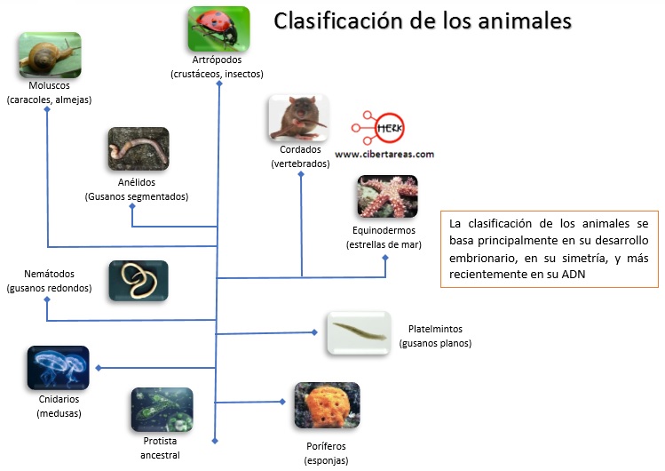 clasificacion de los animales