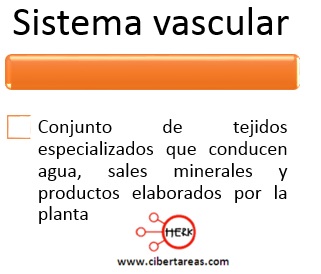 concepto sistema vascular