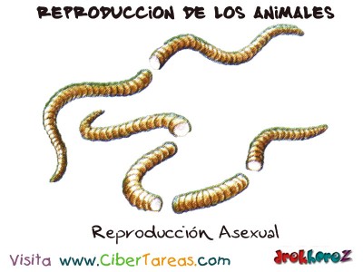 Reproduccion Asexual - Reproduccion de los Animales