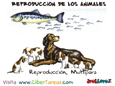 Reproduccion Multípara - Reproduccion de los Animales