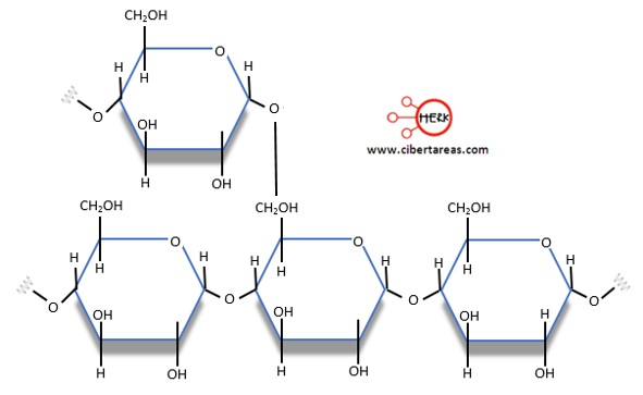 cadenas ramificadas de amilopectina quimica 2