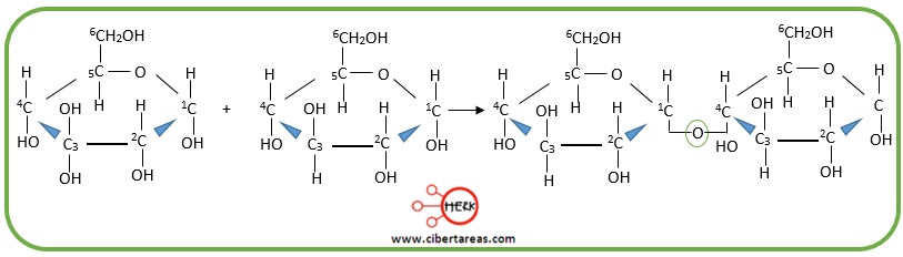 estructura enlace glucosidico 1, 4