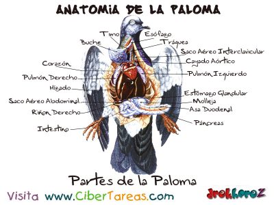 Partes de la Paloma - Anatomia de la Paloma
