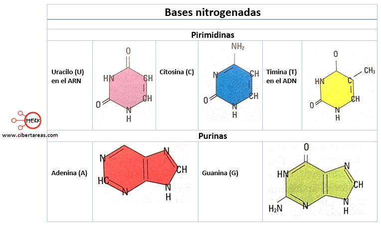 bases nitrogenadas