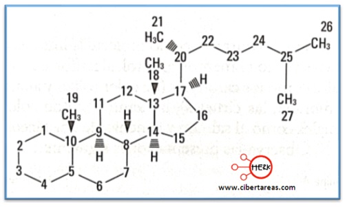 representacion molecula colesterol