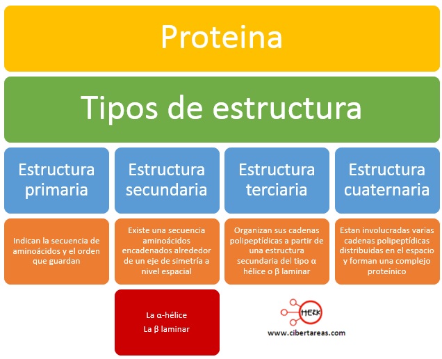 tipos de estructura de las proteinas