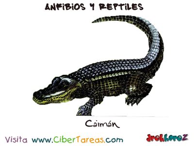 Caiman Anfibios y Reptiles