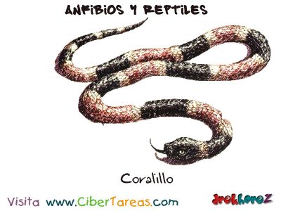Coralillo Anfibios y Reptiles