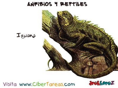 Iguanal Anfibios y Reptiles