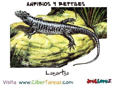 Lagartija Anfibios y Reptiles