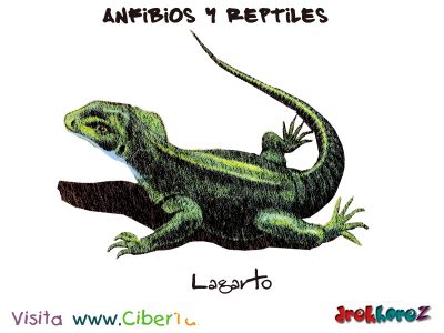 Lagarto Anfibios y Reptiles