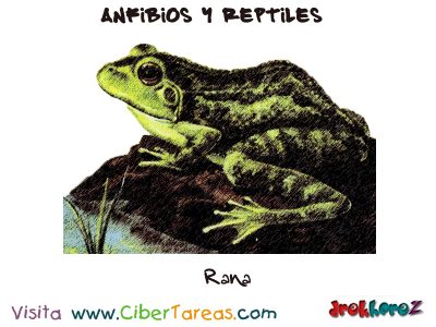 Rana Anfibios y Reptiles