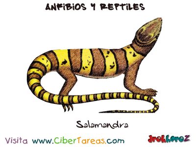 Salamandra Anfibios y Reptiles