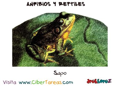 Sapo Anfibios y Reptiles