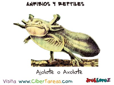 Ajolote o Axolote Anfibios y Reptiles