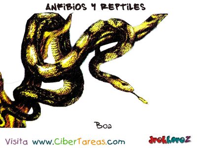 Boa Anfibios y Reptiles