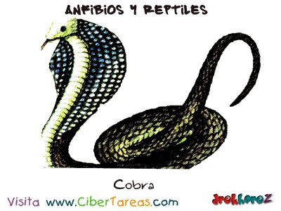 Cobra Anfibios y Reptiles