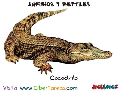 Cocodrilo Anfibios y Reptiles
