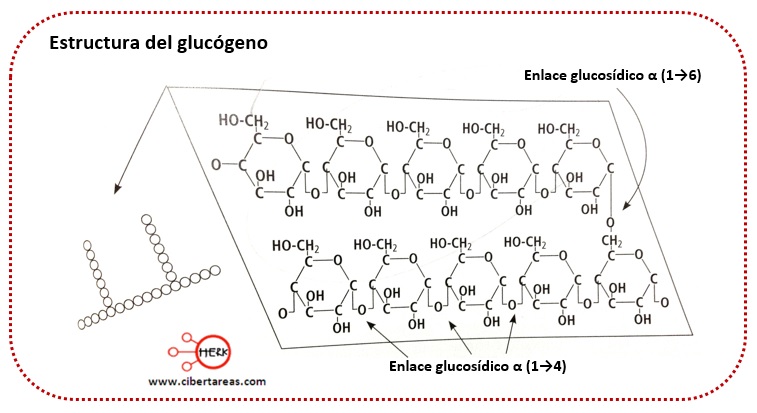 estructura del glucogeno