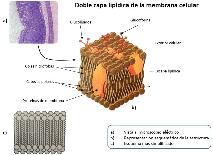doble capa lipidica de la membrana celular