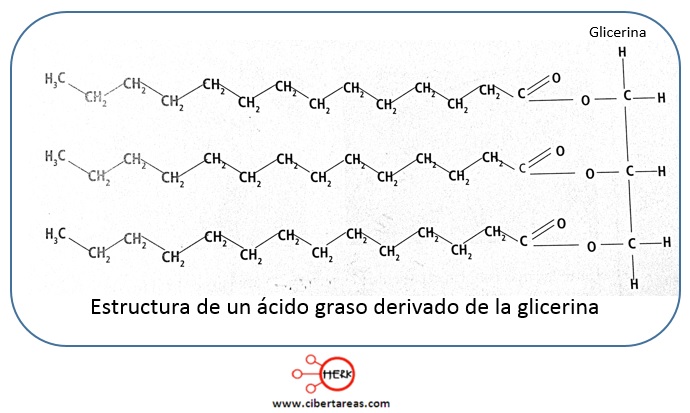 estructura de un acido graso derivado de la glicerina