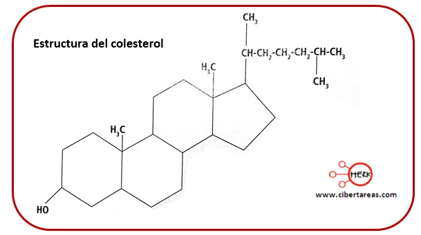 estructura del colesterol