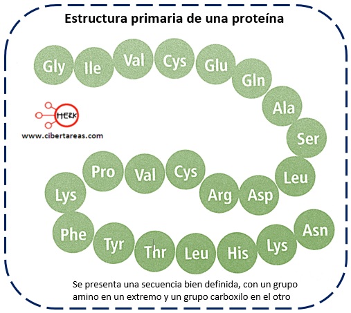 estructura primaria de una proteina
