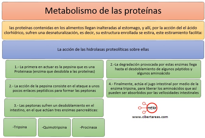 metabolismo de las proteinas
