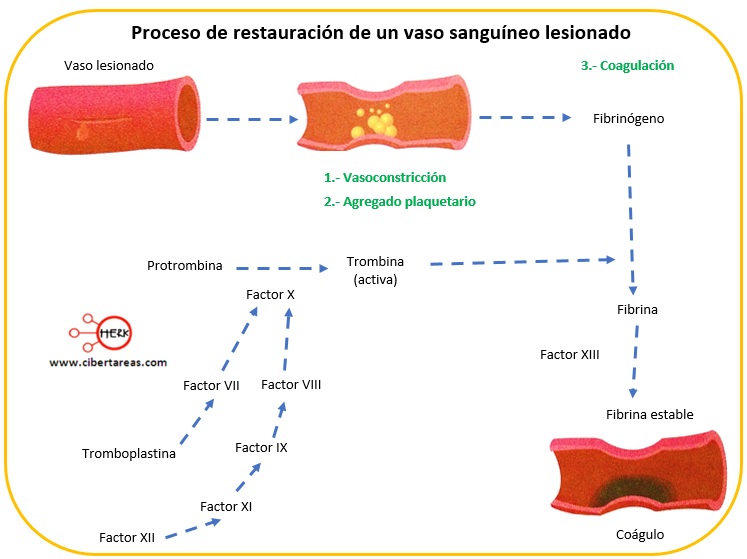 proceso de restauracion de un vaso sanguineo lesionado