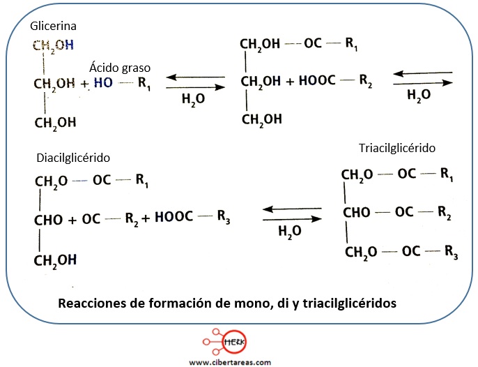 reacciones de formacion de mono di y triacilgliceridos