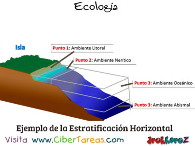 Ejemplo de la Estratificacion Horizontal Conceptos Fundamentales Ecologia