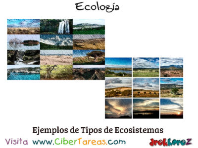 Ejemplos de Tipos de Ecosistemas Conceptos Fundamentales Ecologia