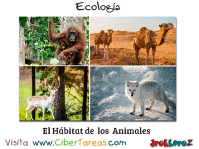 El Habitat de los Animales Conceptos Fundamentales Ecologia