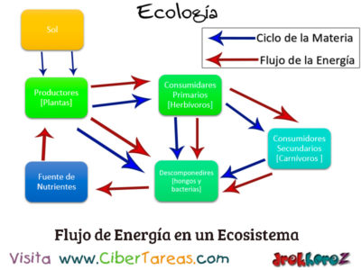 Flujo de Energia en un Ecosistema Conceptos Fundamentales Ecologia