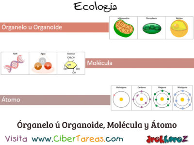 Organelo u organoide molecula y atomo Introduccion Ecologia
