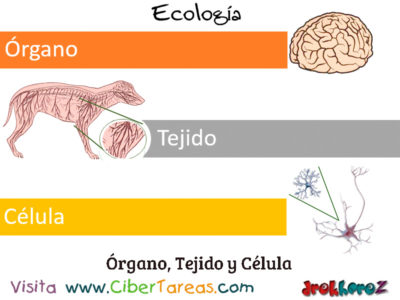 Organo Tejido y Celula Introduccion Ecologia
