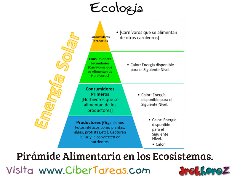 Noticias Evaluación aritmética La Pirámide Alimentaria – Ecología – CiberTareas