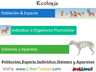 Poblacion Especie Individuo Organismo Pluricelular Sistemas y Aparatos Introduccion Ecologia