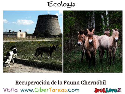 Recuperacion de la Fauna en Chernobil Conceptos Fundamentales Ecologia