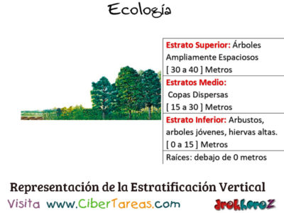 Representacion de la Estratificacion Vertical Conceptos Fundamentales Ecologia