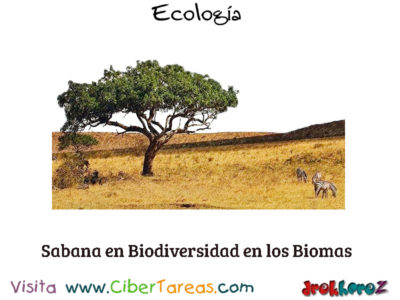 Sabana en Biodiversidad en los Biomas Ecologia