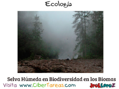 Selva Humeda en Biodiversidad en los Biomas Ecologia