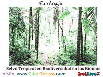 Selva Tropical en Biodiversidad en los Biomas Ecologia