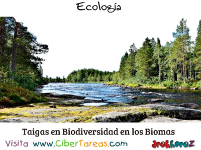 Taiga o Bosque de Coniferas en Biodiversidad en los Biomas Ecologia