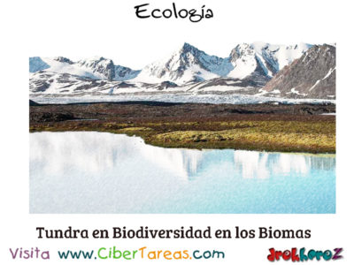 Tundra en Biodiversidad en los Biomas Ecologia