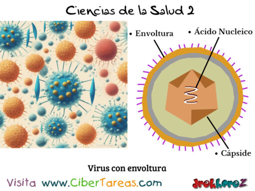 Fisiología de los Virus con Envoltura y sin Envoltura – Ciencias de la Salud 2 1