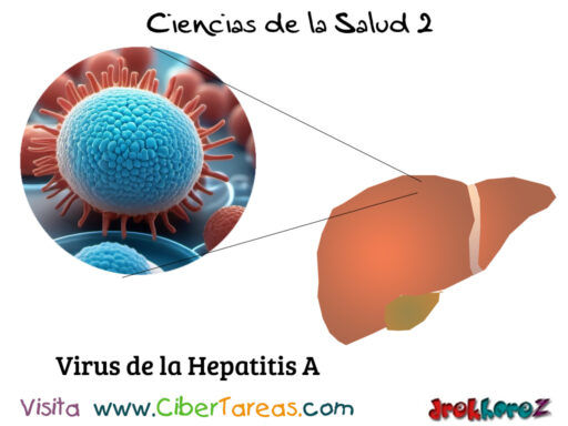Análisis de las Patologías de los Virus de las Hepatitis – Ciencias de la Salud 2 0