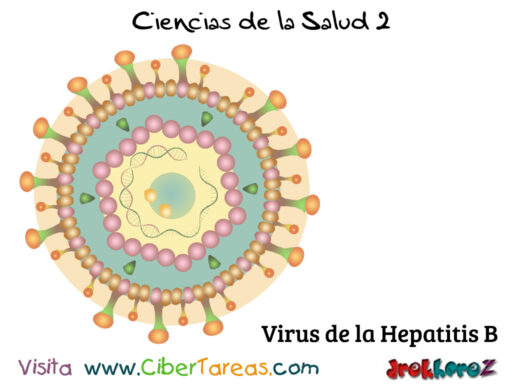 Análisis de las Patologías de los Virus de las Hepatitis – Ciencias de la Salud 2 1