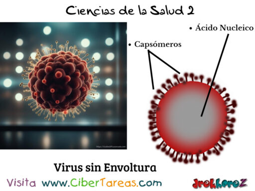 Fisiología de los Virus con Envoltura y sin Envoltura – Ciencias de la Salud 2 0