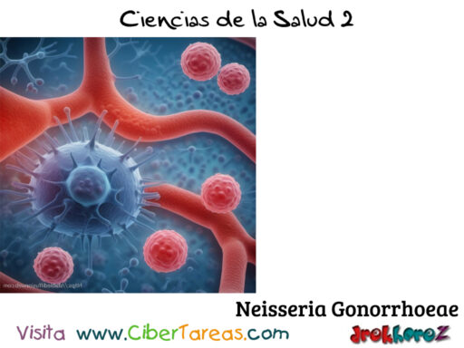 Neisseria Gonorrhoeae Gonorrea – Ciencias de la Salud 2 1
